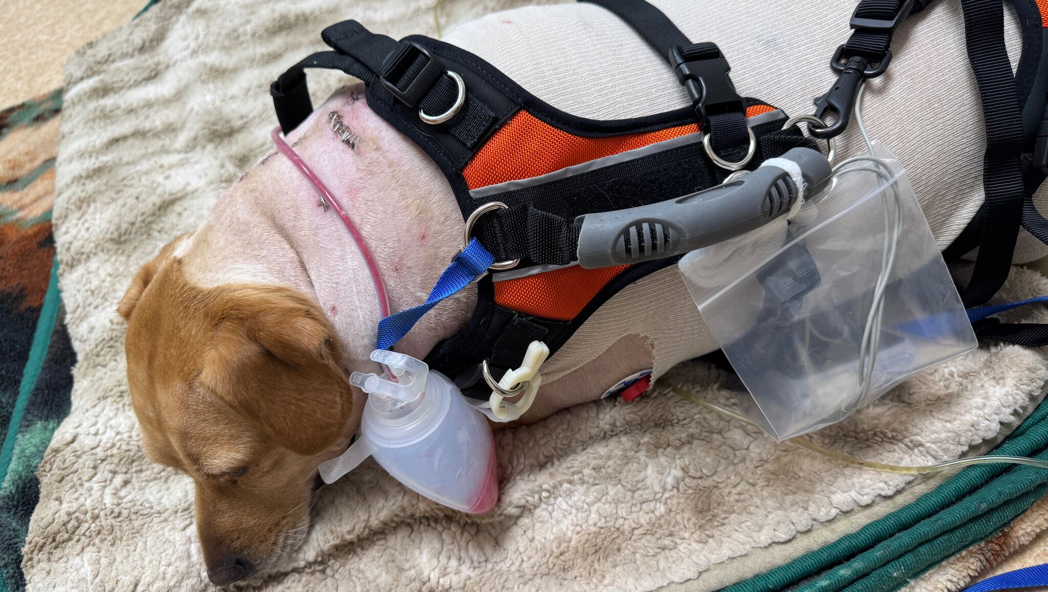 Torrington dog expected to recover after bear attack, fundraiser nears $20K
