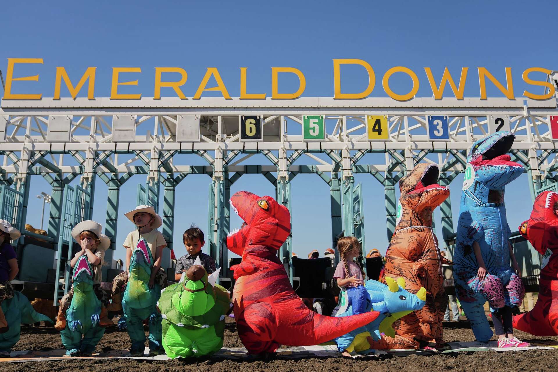 Inflatable dinosaurs race at Emerald Downs, in photos