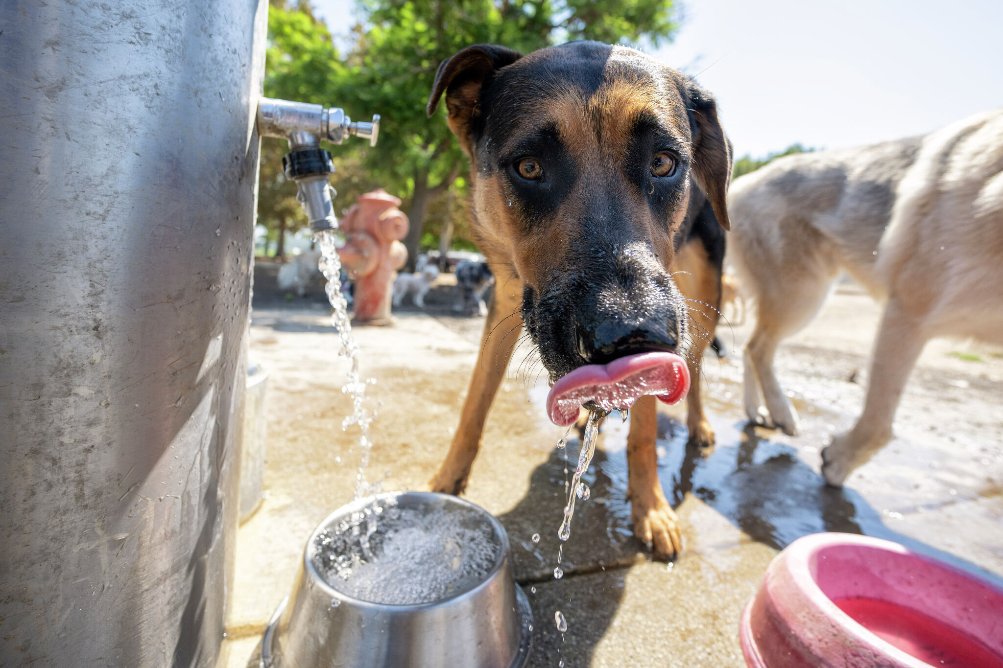 Dog park rules still matter for unhoused pet owners
