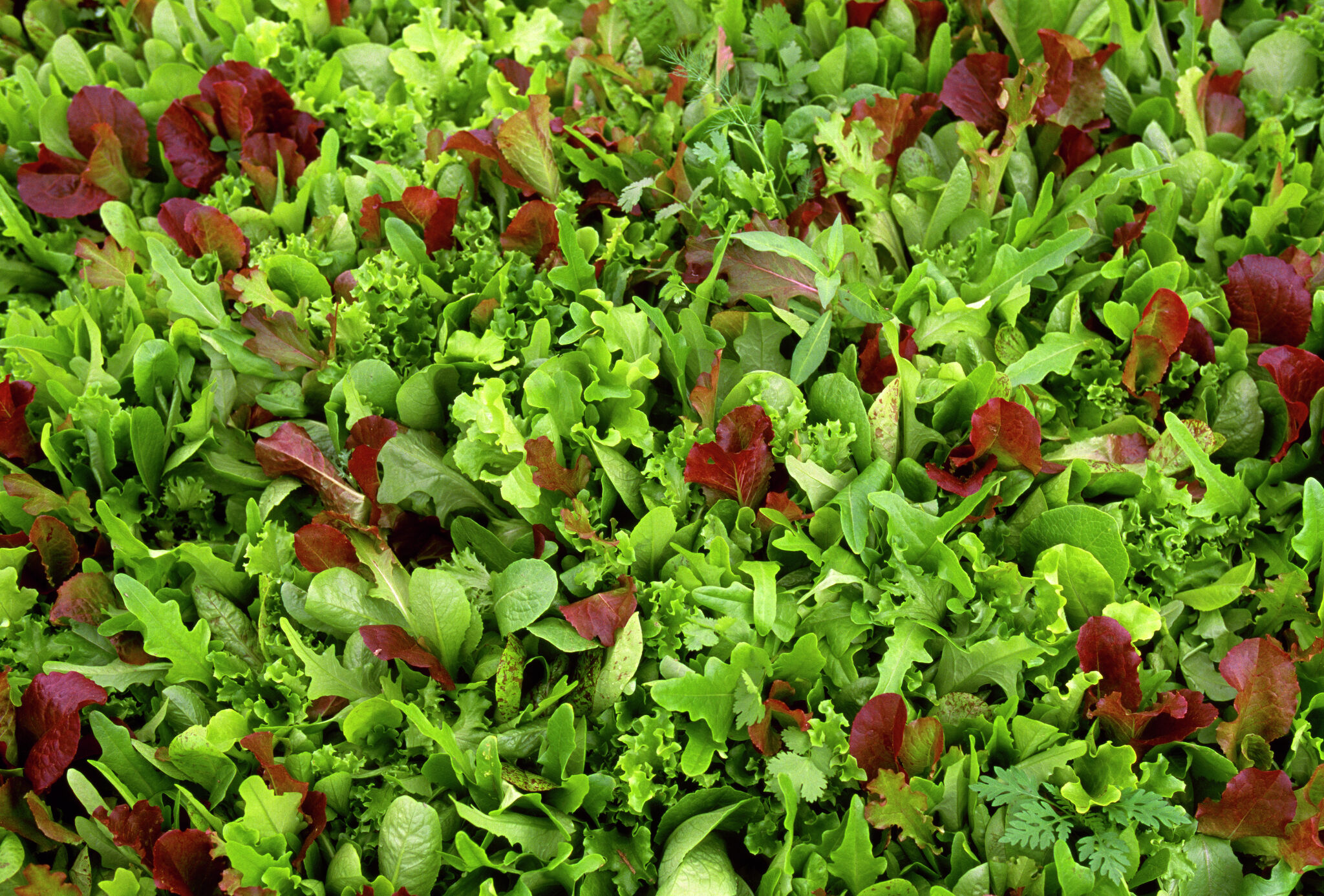 Lettuce ID’d as possible source of diarrhea-causing parasite