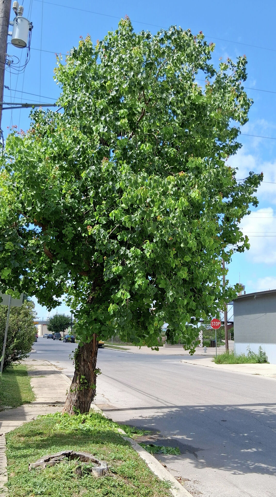 Texas gardening: How to treat tallow decay, maple leaf stress