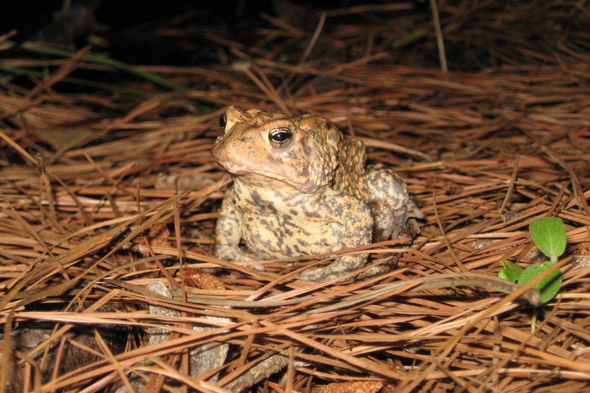 Endangered Houston-are toad spotted for first time in restored Texas habitat
