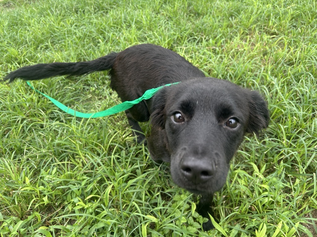 Pet of the week: Beaumont dog Bindi warms up with patience