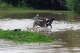 Dogs wrestle and splash around in floodwater at Koyote RV Trailer Park in Uvalde on Thursday, July 16, 2026.