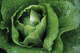 Federal officials link cyclosporiasis outbreak to lettuce producer to Taco Bell