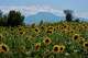 Sunflowers bloom in Kalyvia Varikou, near Litochoro in northern Greece, backdropped by Mount Olympus, Wednesday, July 15, 2026.