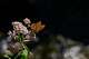 A butterfly stands on a wildflower in the Enipeas Gorge on Mount Olympus in northern Greece, Tuesday, July 14, 2026.