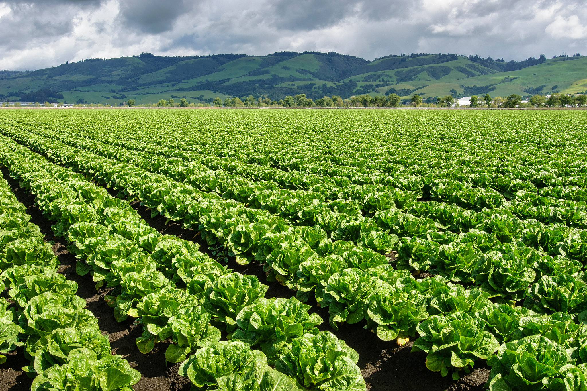 FDA reports false positive after cyclospora outbreak linked to Taylor Farms