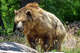 FILE: A grizzly bear in Glacier National Park, Mont.