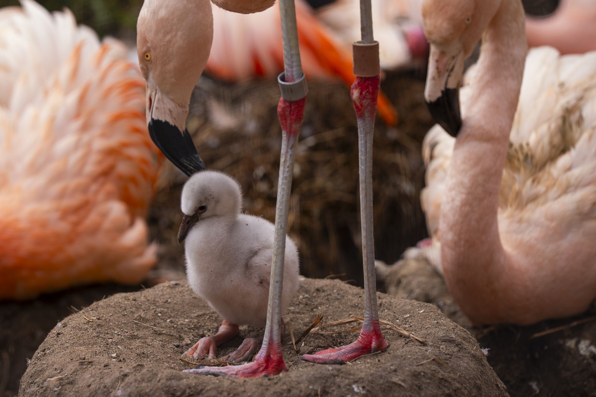 Der Zoo von San Francisco hat eine flauschige Attraktion mit Jungtieren – ...
