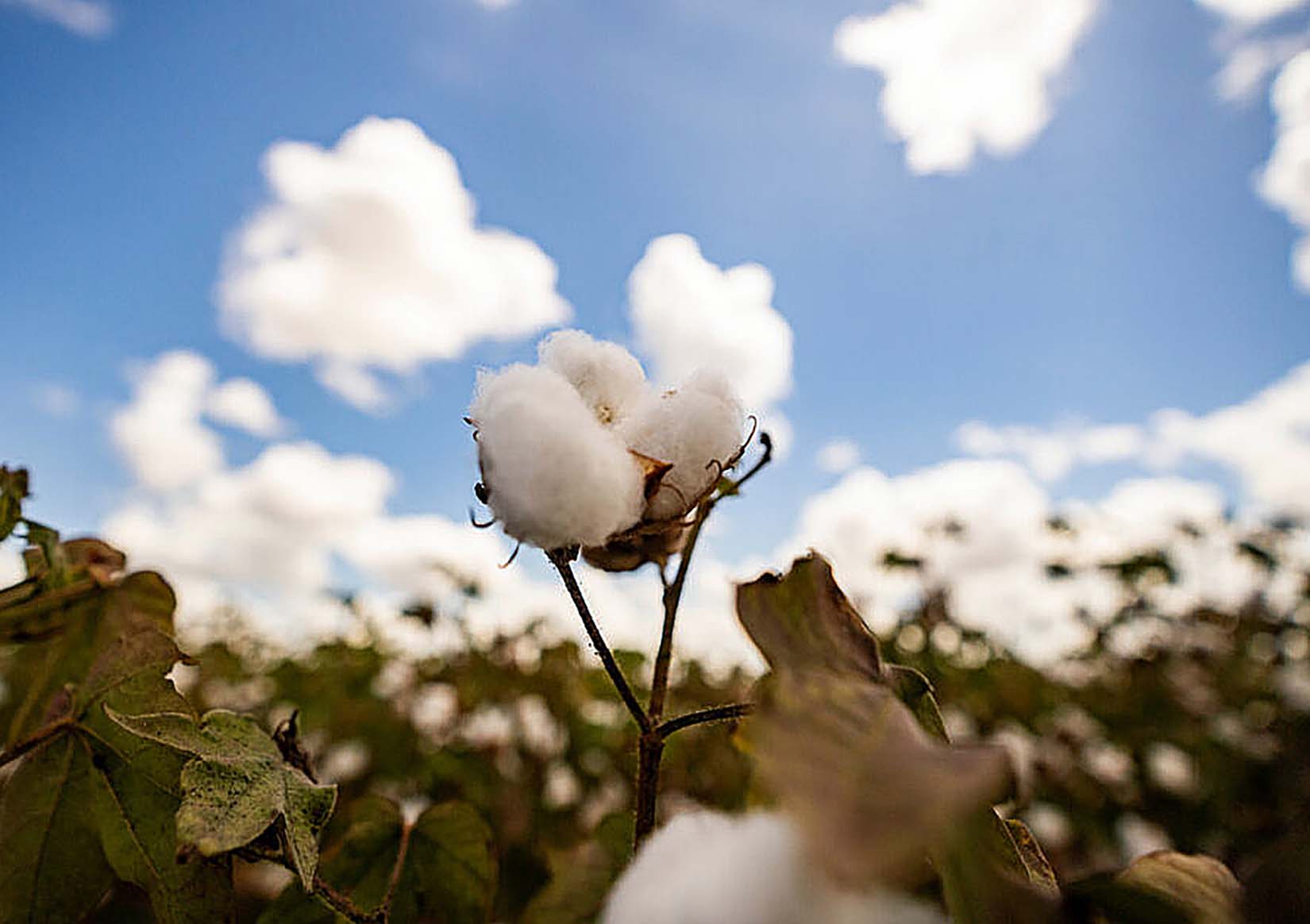 Cotton prices rallying across Texas