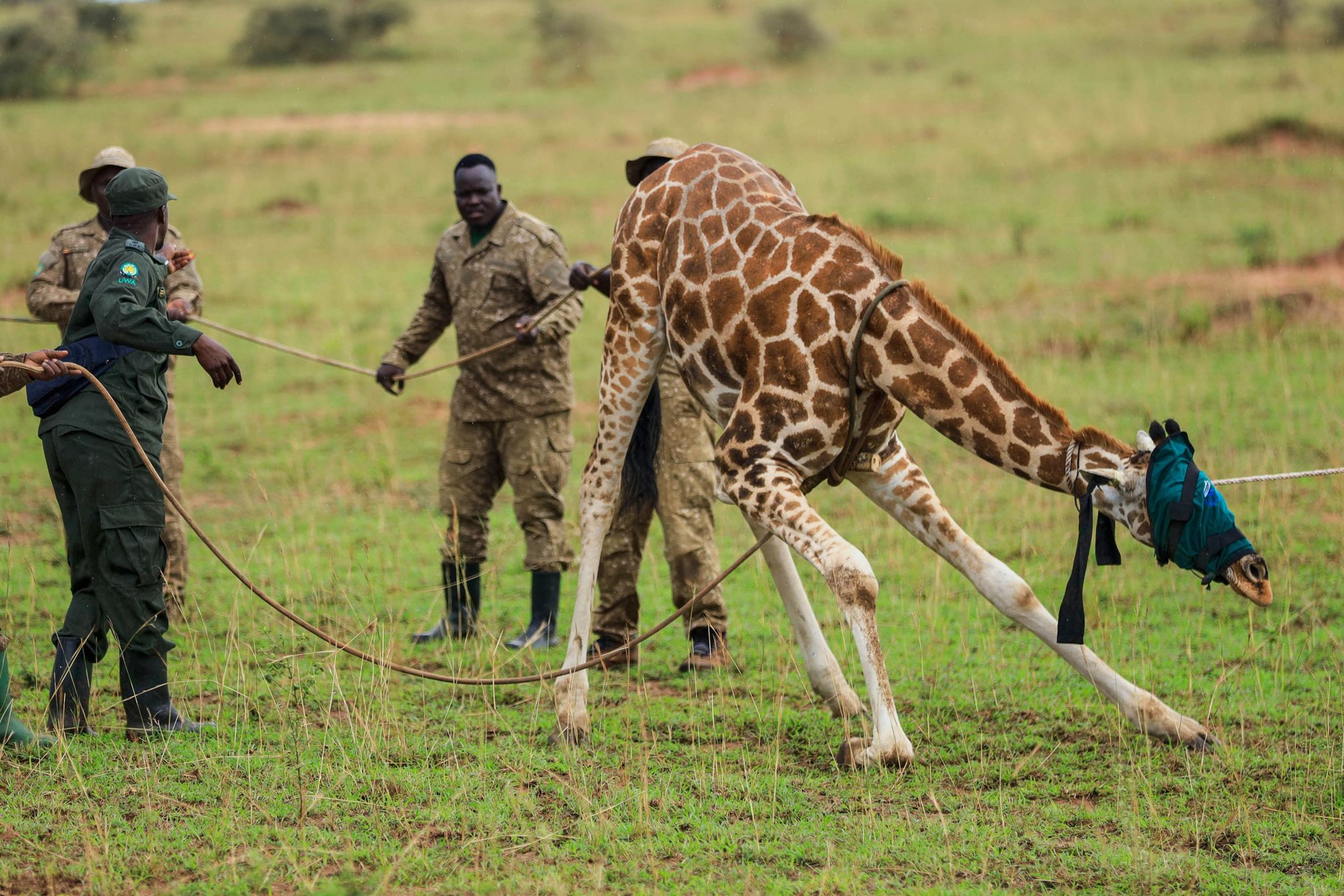 Giraffes given a new home in Uganda to escape oil drilling in the