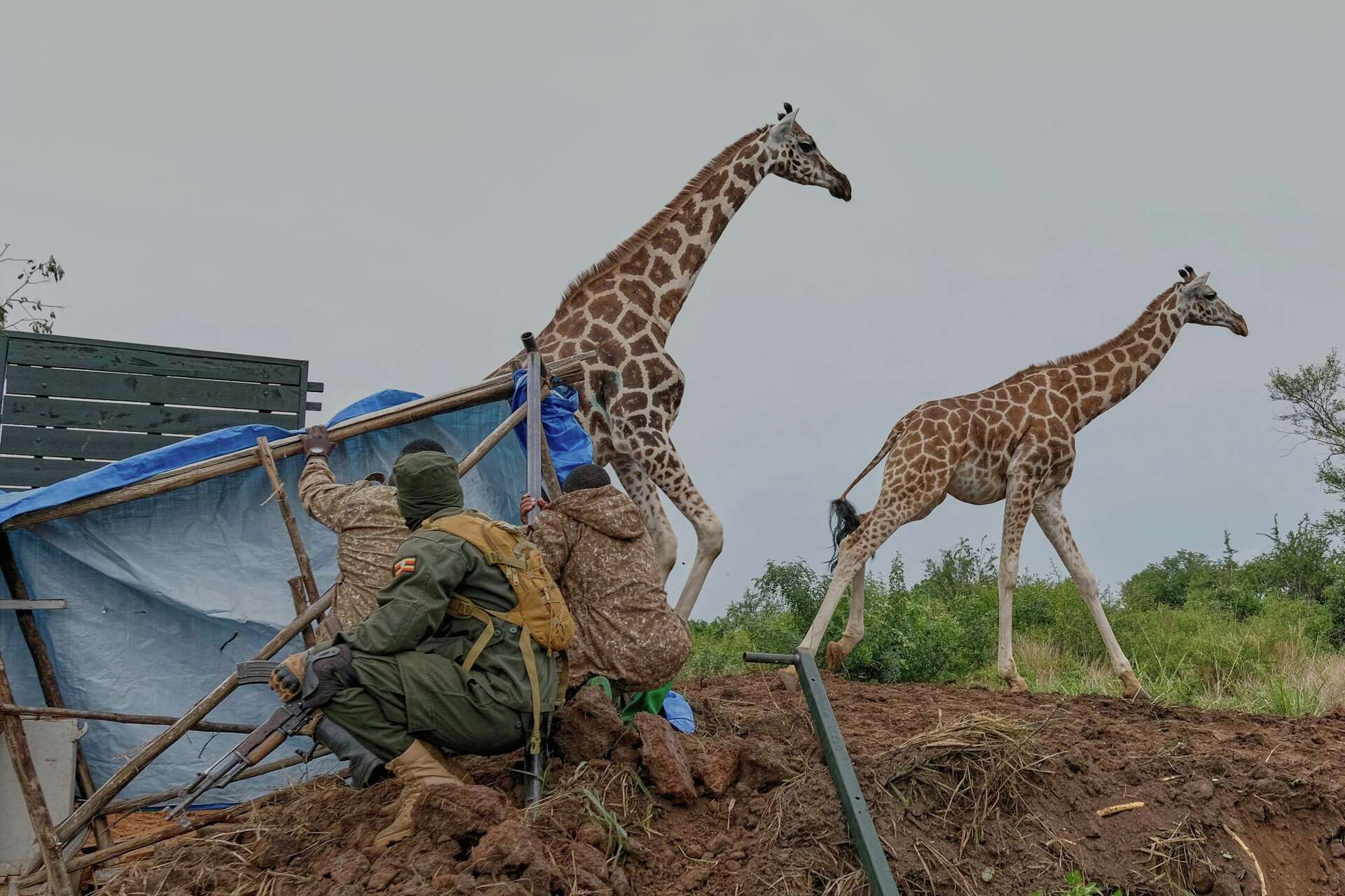 Giraffes given a new home in Uganda to escape oil drilling in the