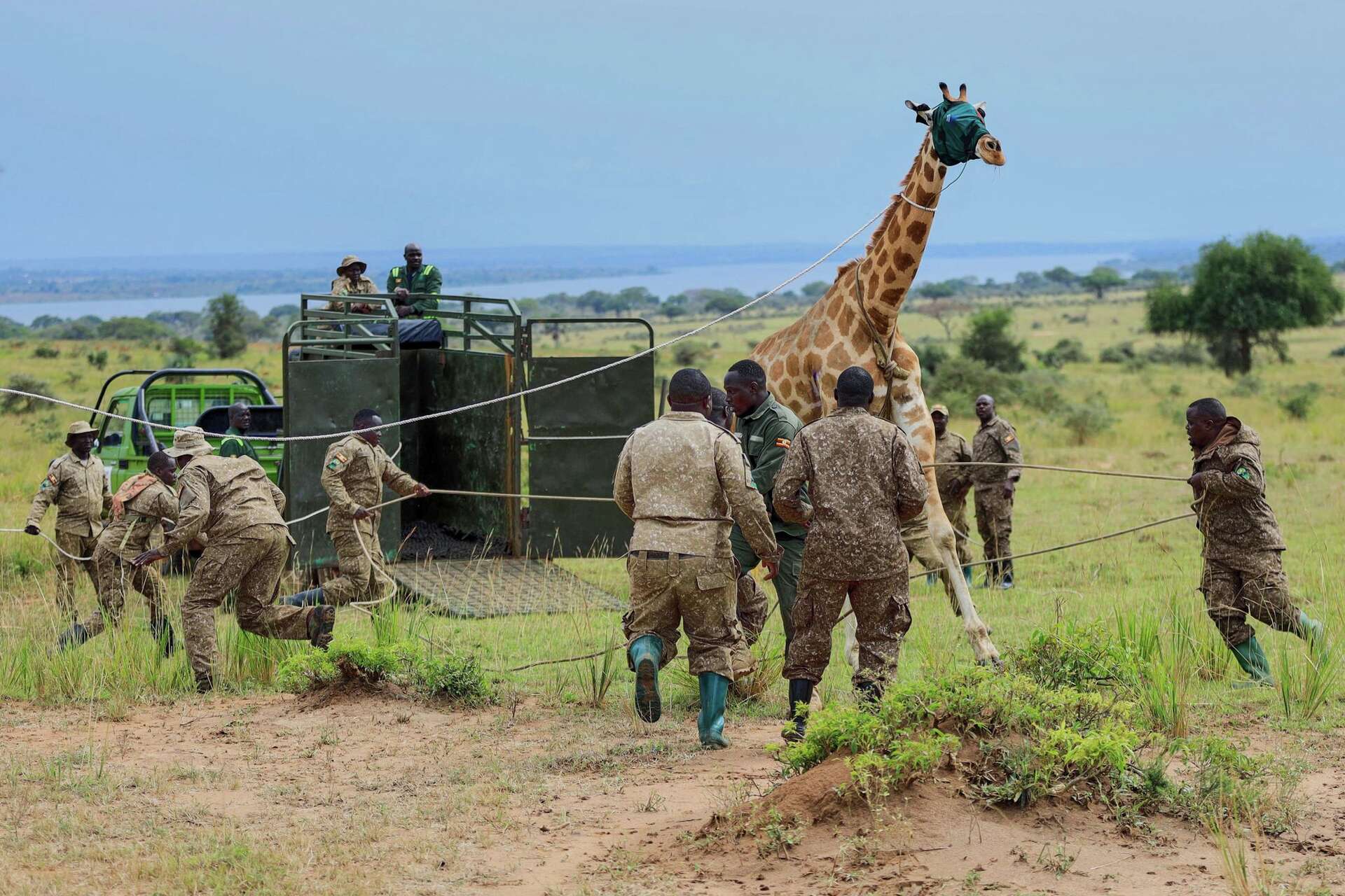 Giraffes given a new home in Uganda to escape oil drilling in the