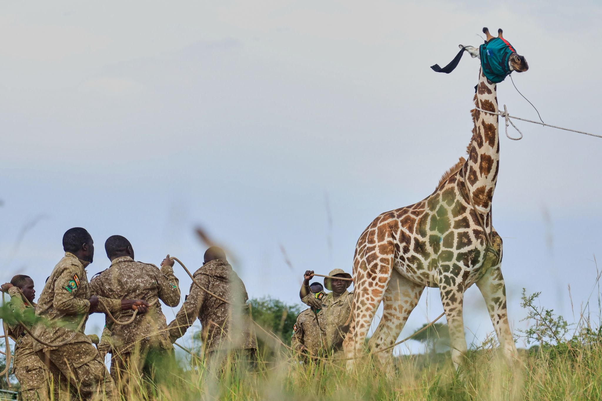 Giraffes given a new home in Uganda to escape oil drilling in the