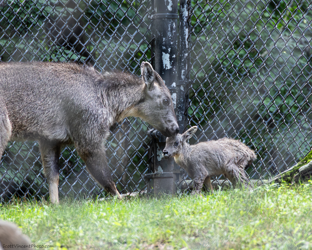 CT's Beardsley Zoo wants the public to help name its new baby goral. Here's how to vote