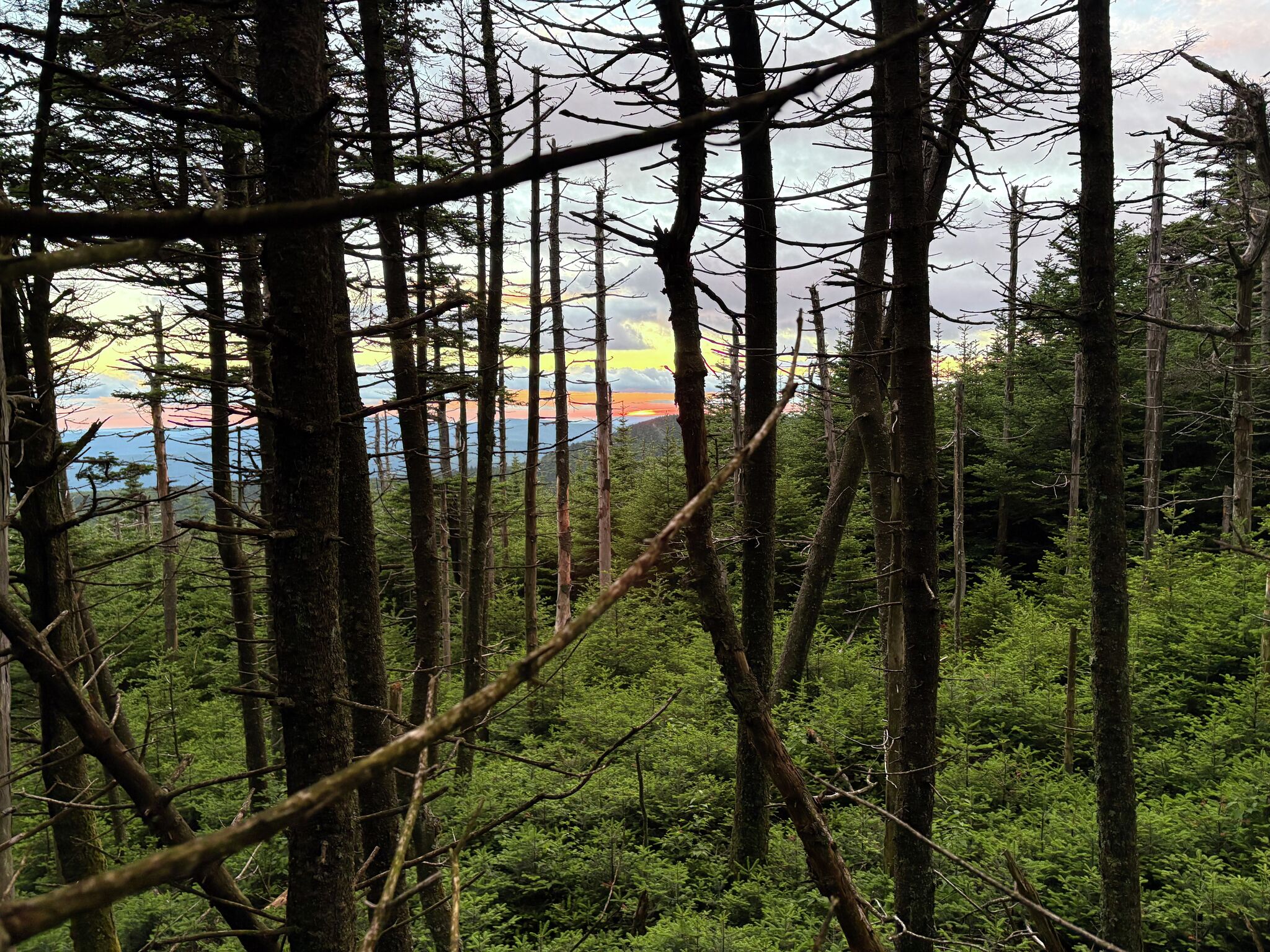Rare birds declining in Catskills as state plans to rein in unofficial trails