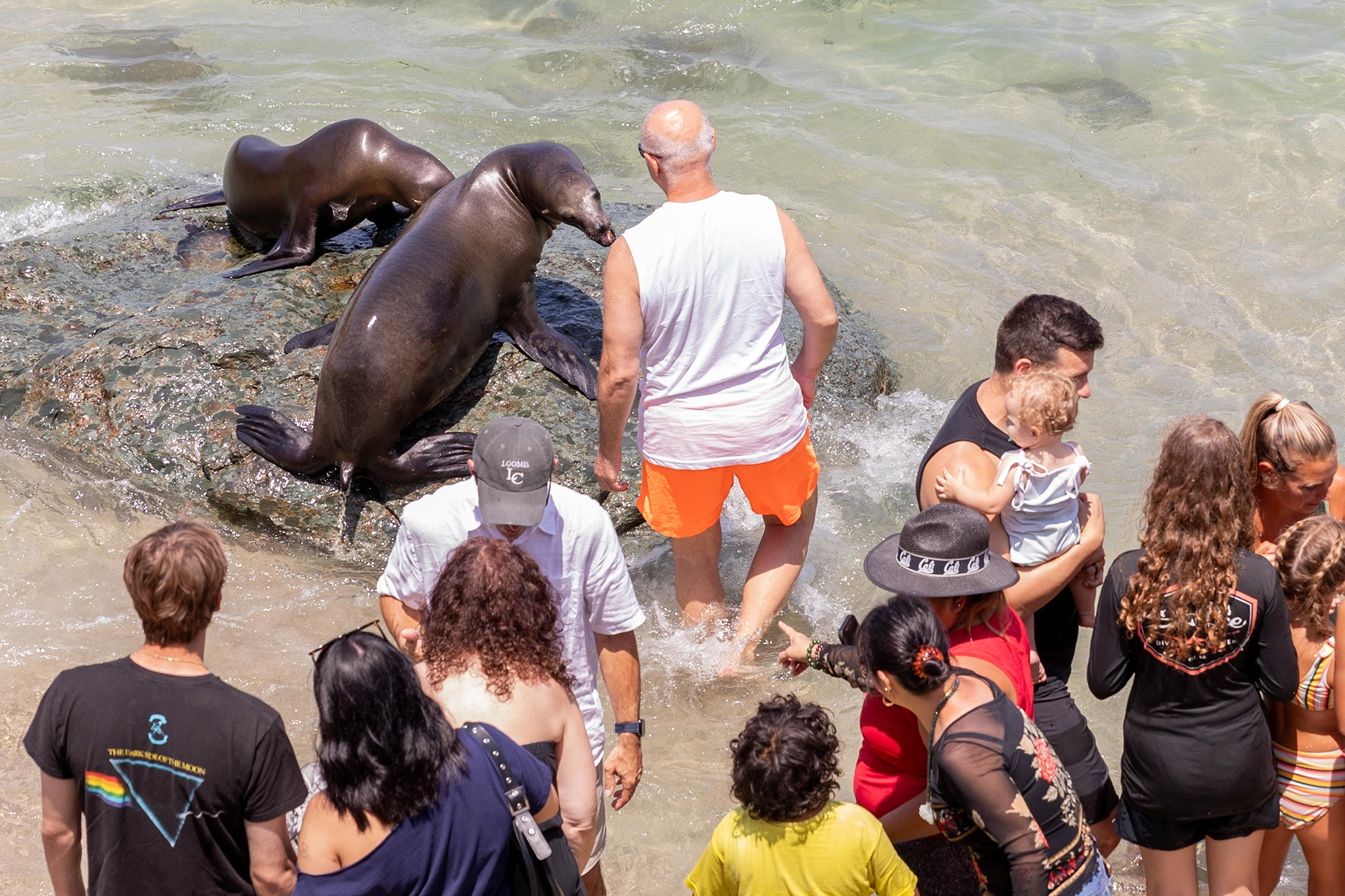 Tourists are still harassing the sea lions at La Jolla Cove