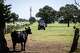 A heifer waits for Will Singleton to drive a tractor full of feed into a pen full of troughs in a pasture at the Great Southern Ranch owned by the Terrell family in Erath County on Monday, July 20, 2026. Oncor’s proposed Dinosaur-Longshore 765kv transmission line would cut a miles long swath through pastures and productive hayfields on the ranch.