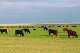 The Freeman Family Ranches sold after being listed for nearly $128 million. The property includes feedyards for cattle and is set to stay a ranch property.