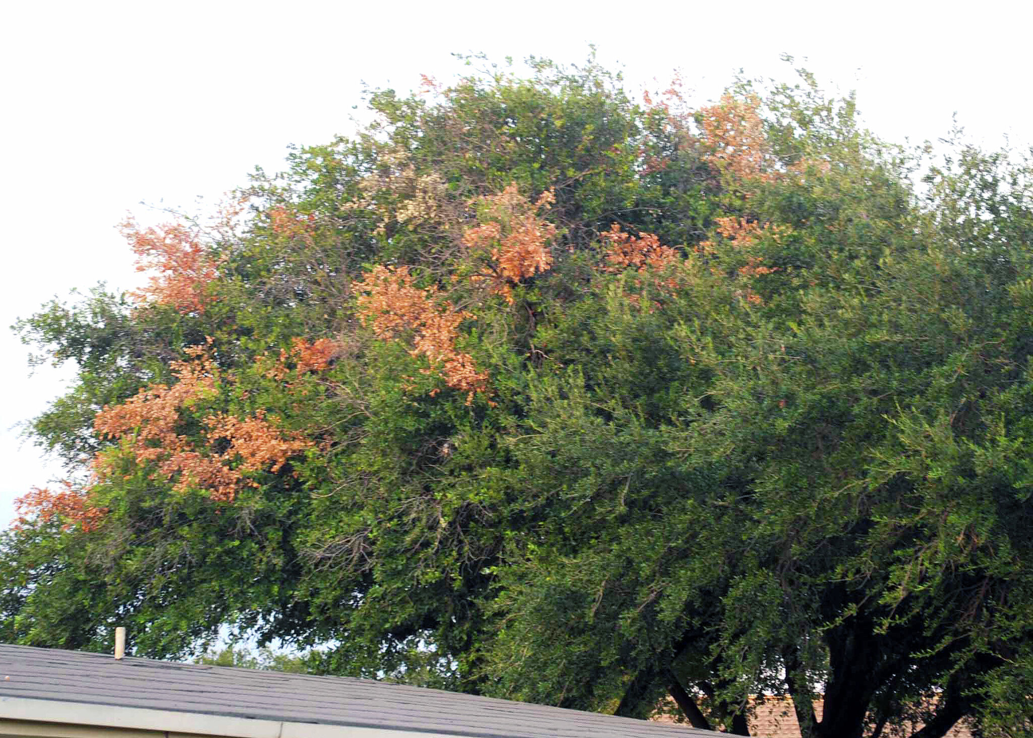 Learn why mulch volcanoes damage trees and get tips on squirrel gnawing, tree wrap, oak pruning and pecan crops.