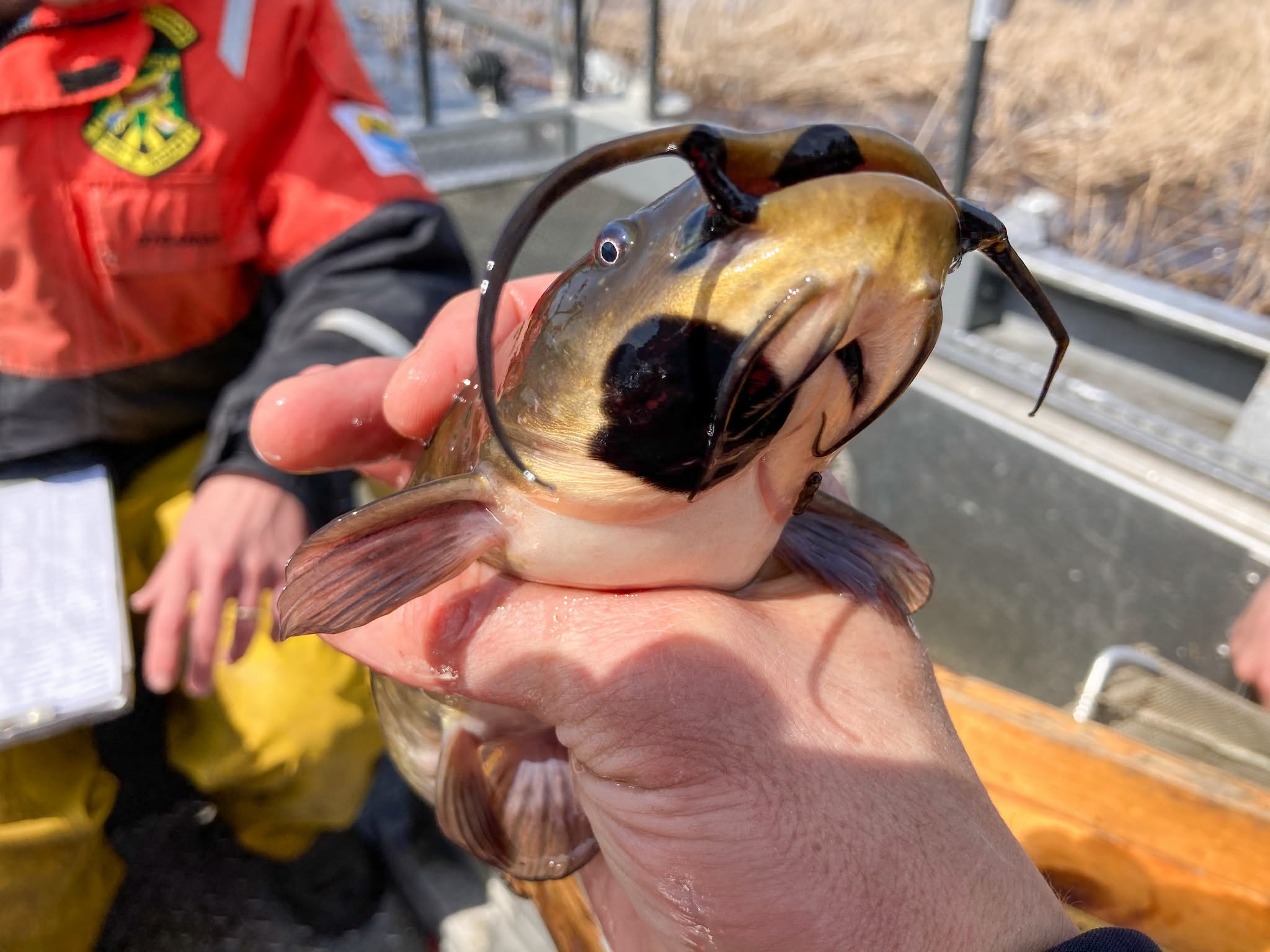 CT watching for contagious fish cancer after discovery in Vermont-Canada lake