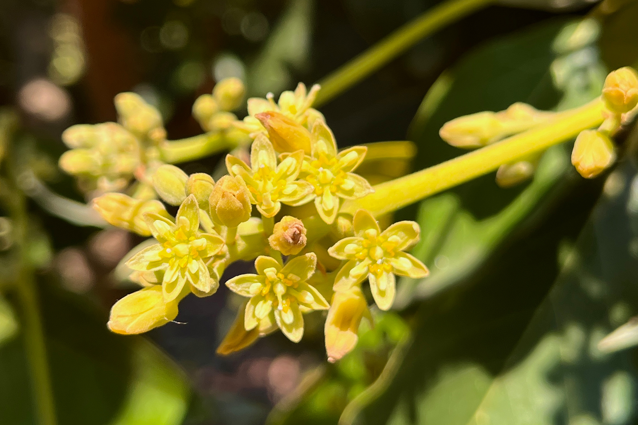 Groundbreaking discovery could remake California's avocado breeding - SFGATE image