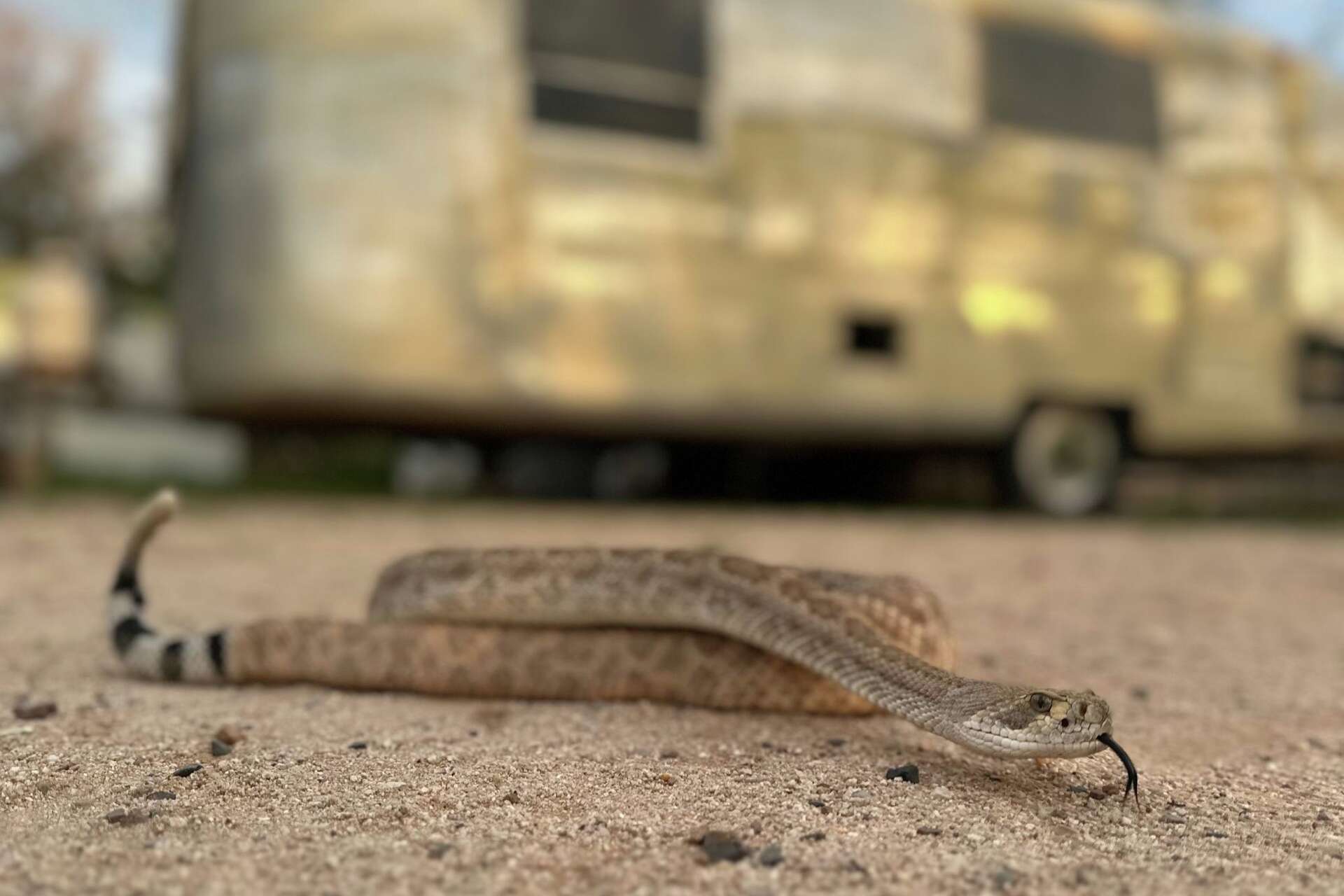 Leave it: Dog trainers help pets avoid venomous snakes