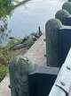 A pair of American alligators are seen along Farm-to-Market Road 106 north of Los Fresnos in the Rio Grande Valley in March 2025.