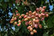 Unprecedented heat causes an $800M problem for Calif. pistachio farmers