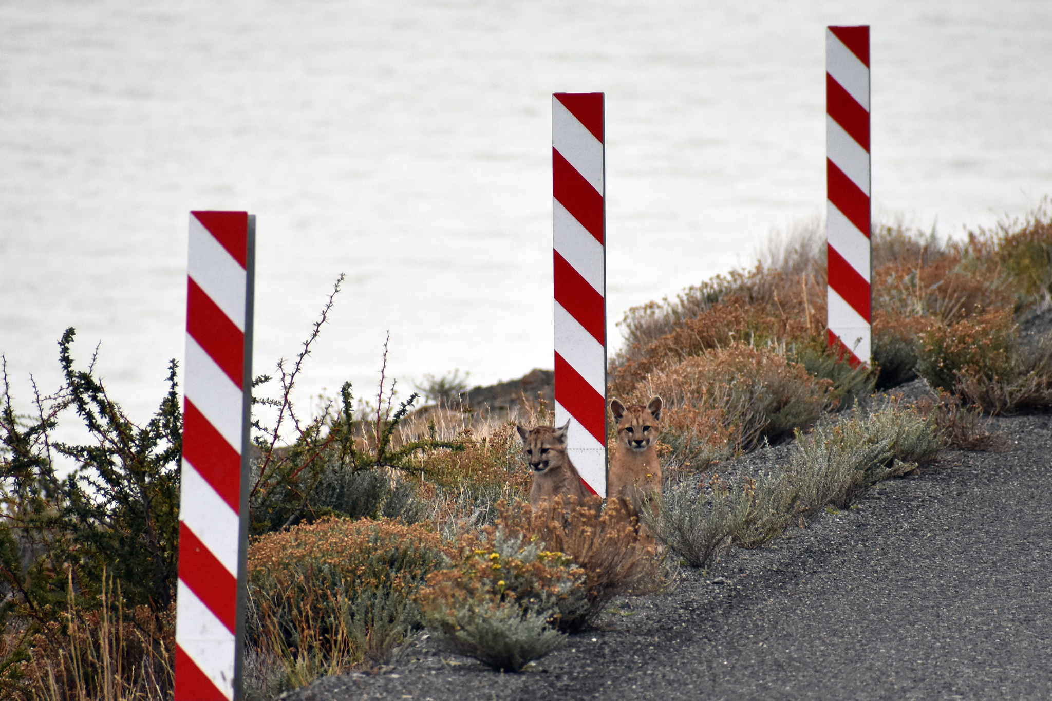 Mountain lions improve California road safety, new study finds - SFGATE