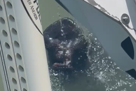 Rare manatee sightings trigger urgent warning for Texas boaters