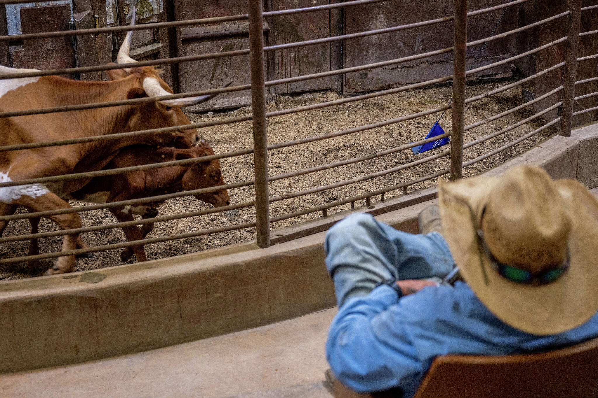 Texas brisket prices to soar despite advances in cattle ranching
