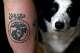 Joe Shearer, who was diagnosed with traumatic brain injuries from fighting in Iraq in 2005, shows his U.S. Marine Corps leg tattoo next to his dog Desmond, at his home in Colorado Springs, Colo., on Wednesday, Aug. 5, 2026.