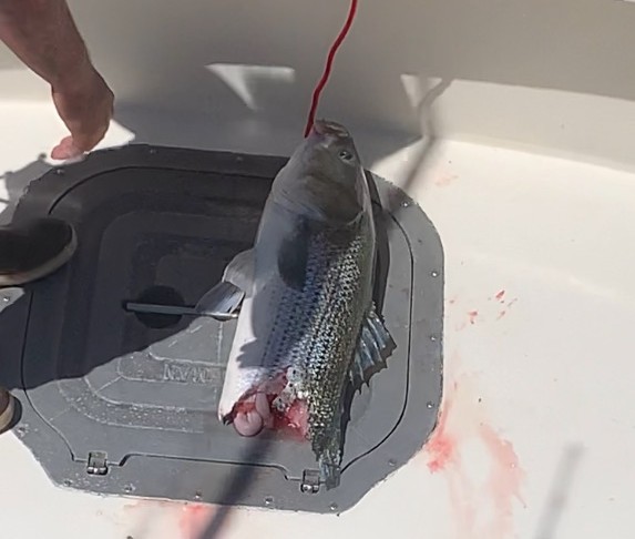 Connecticut charter fishing captains say rebounding coastal sharks have gotten 'out of control'