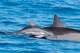 Hawaii's famed dolphins are showing signs of trouble. Tourism may be a factor.