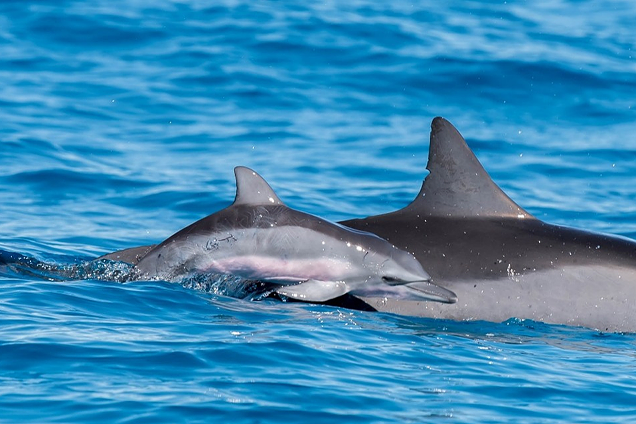 sfgate.com - Christine Hitt - Hawaii's spinner dolphins may be feeling effects of tourism