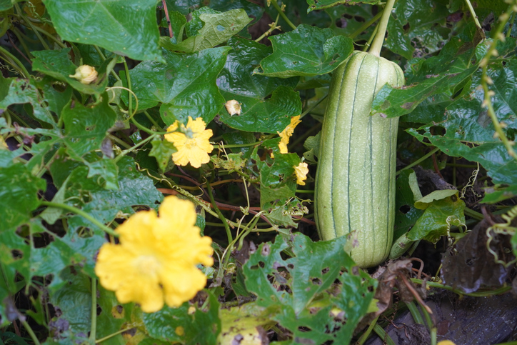 Commentary: Robin writes by Robin Garrison Leach — No squashing the multiplication of zucchini