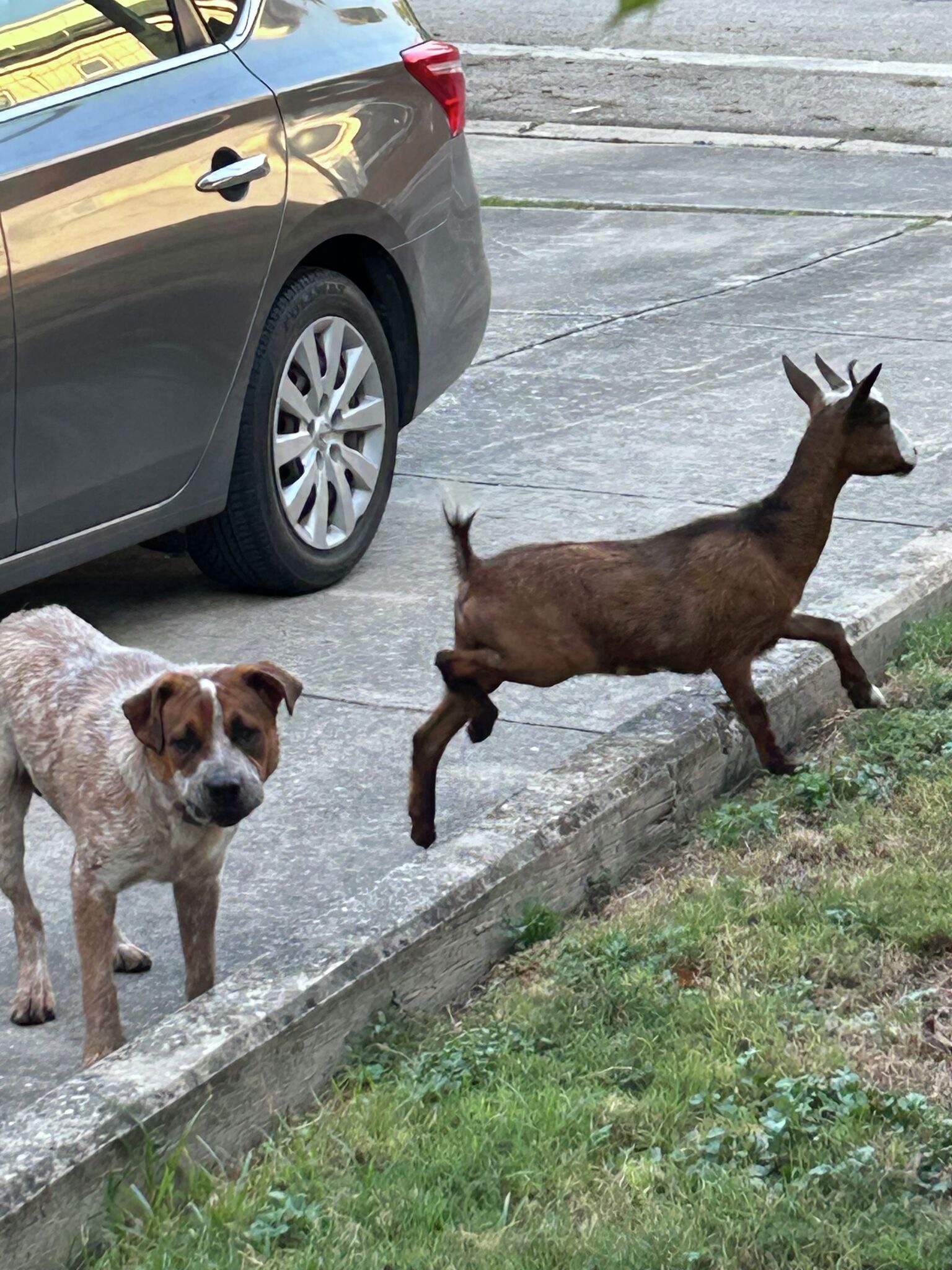 Kommentar: Eine Ziege und ein Hund streifen durch den Osten von San ...