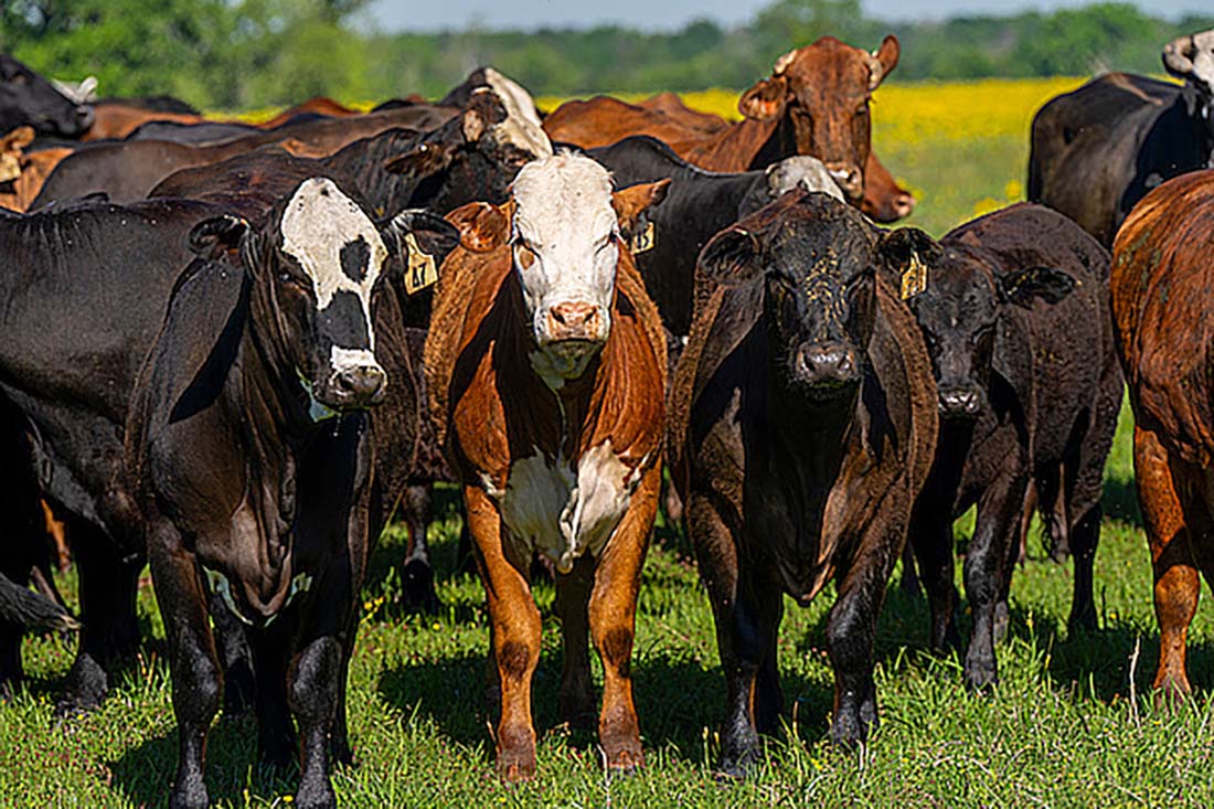 Cattle prices haven't hit the ceiling yet