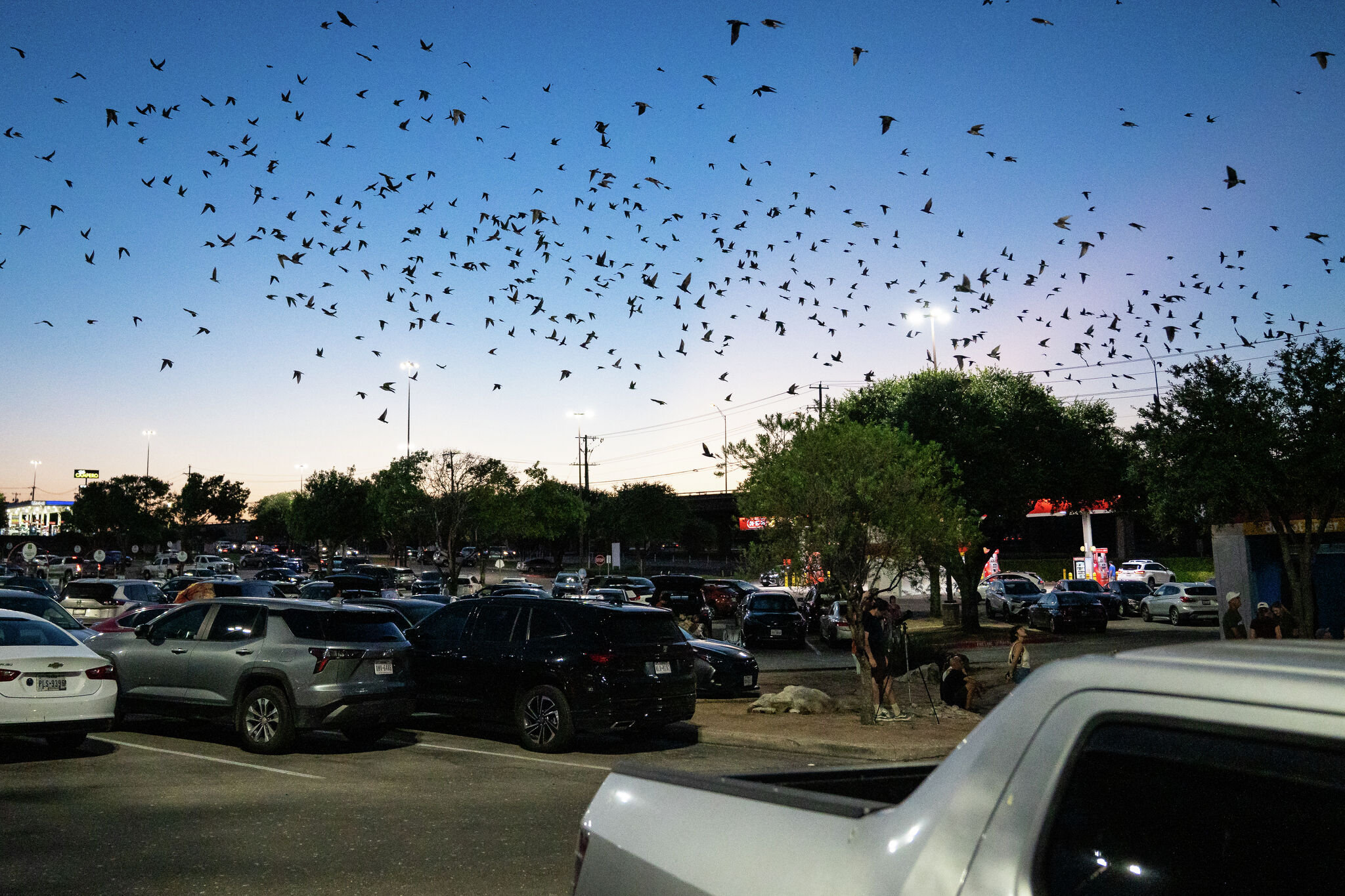 See photos of Round Rock's purple martins as thousands of birds perform aerial acrobatics as they come into roost