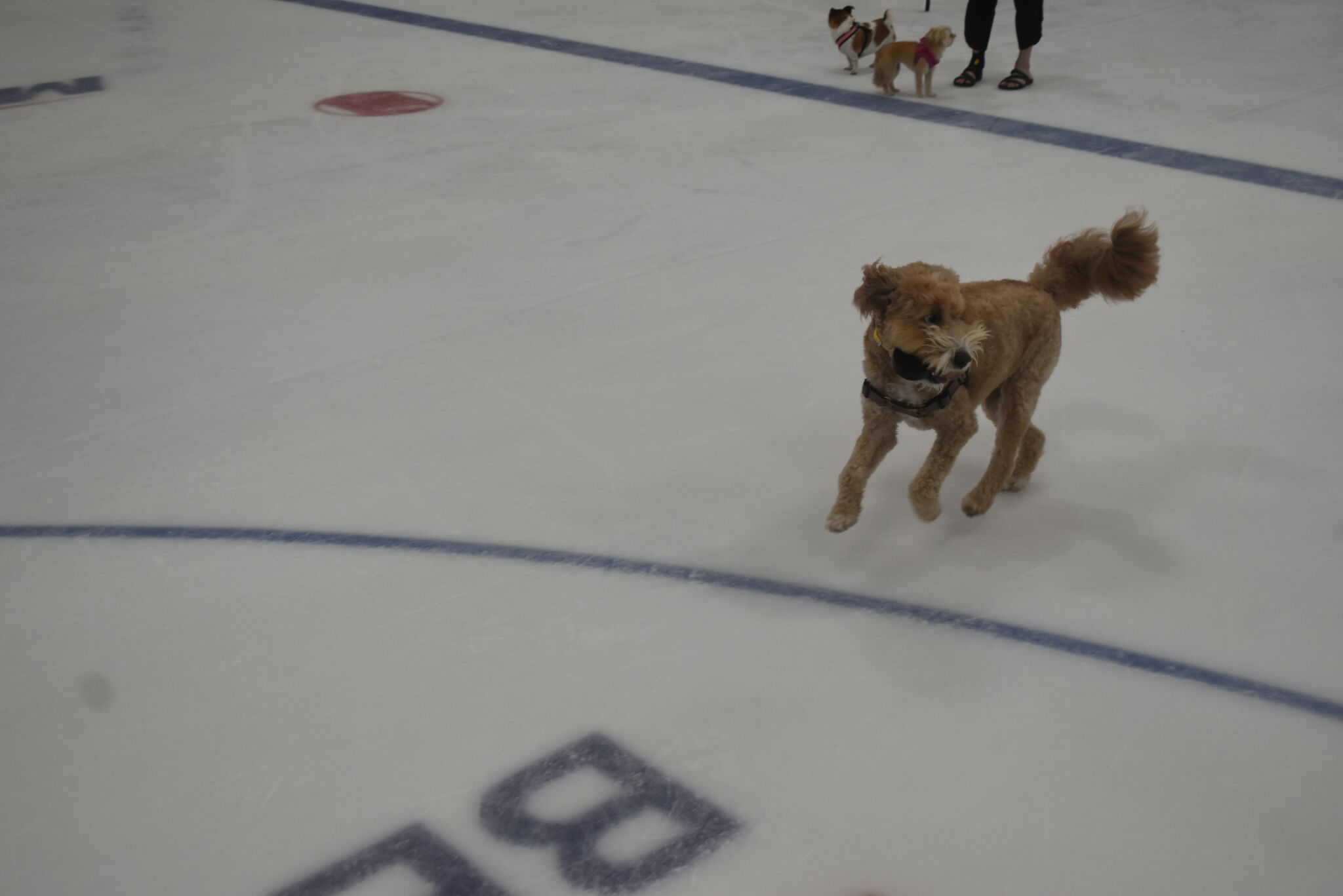 Dogs cool off on the ice at Edwardsville's Dog Days of Summer event