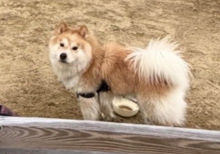 Driver sought after dog killed in Meriden hit-and-run