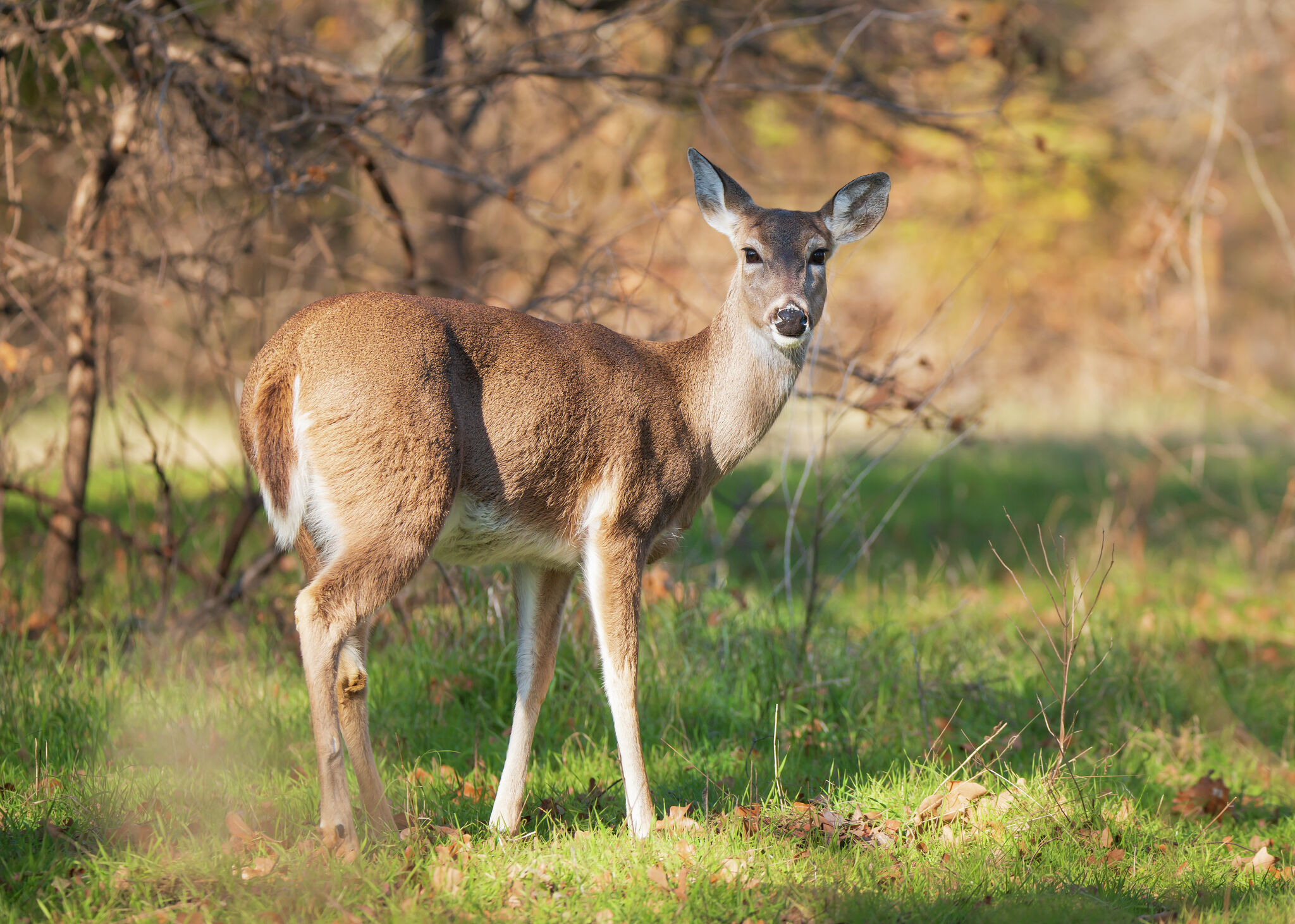 Texas 2026 hunting season: Key changes and dates to know