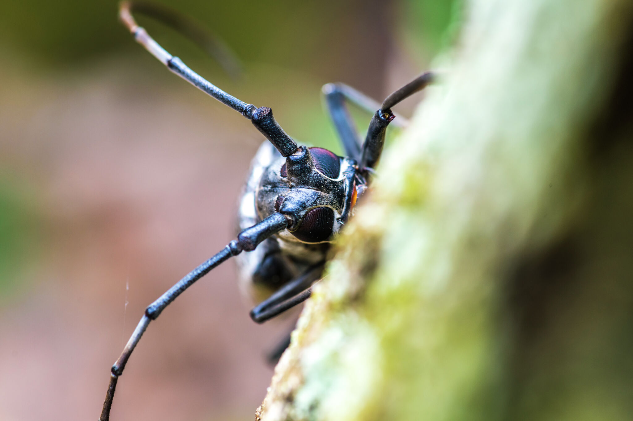 Michigan officials urge residents to check trees for Asian Longhorned beetle