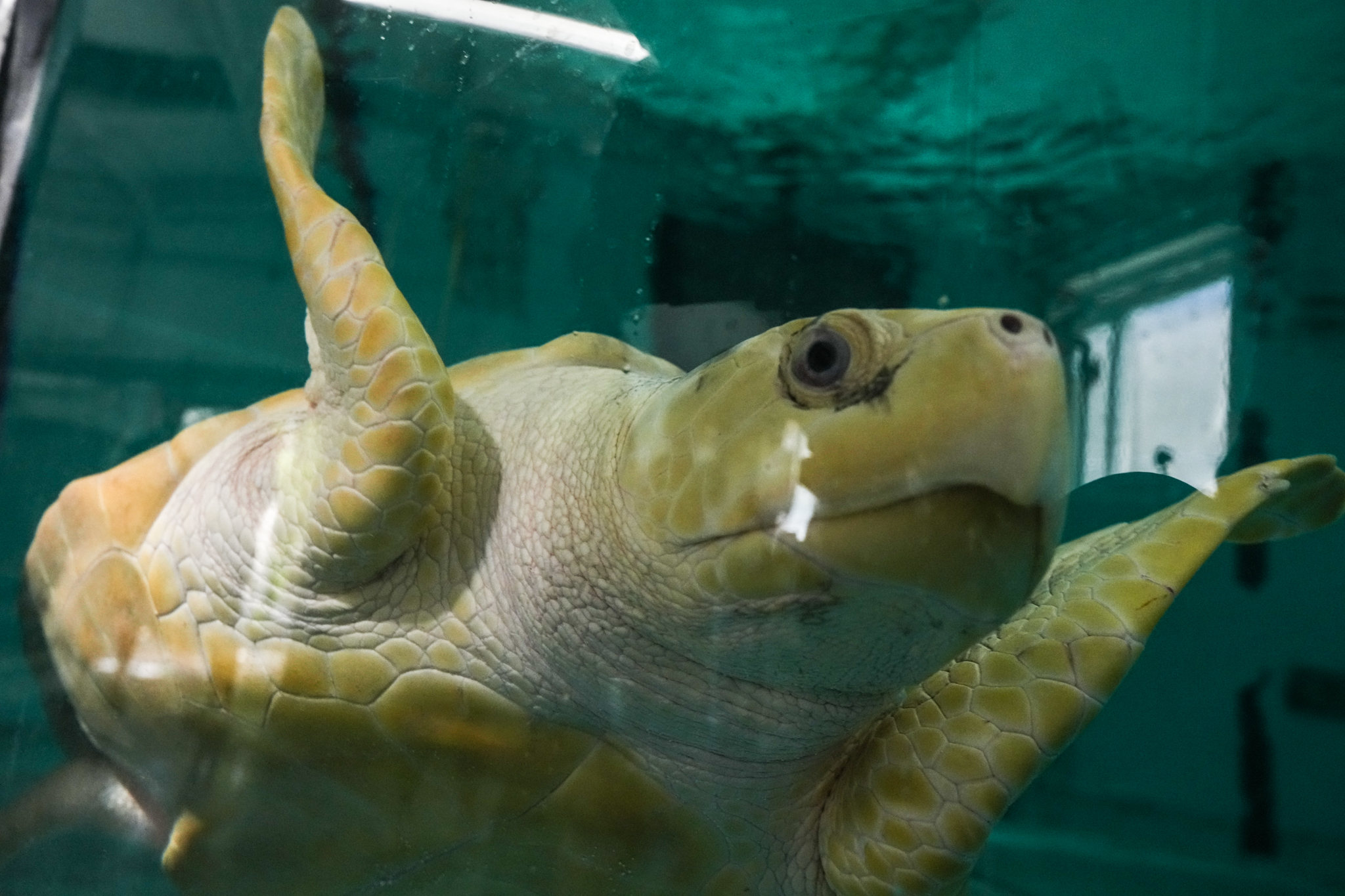 Rhossi the rescued sea turtle is nearly home after a 5,000-mile flight to the Houston Zoo