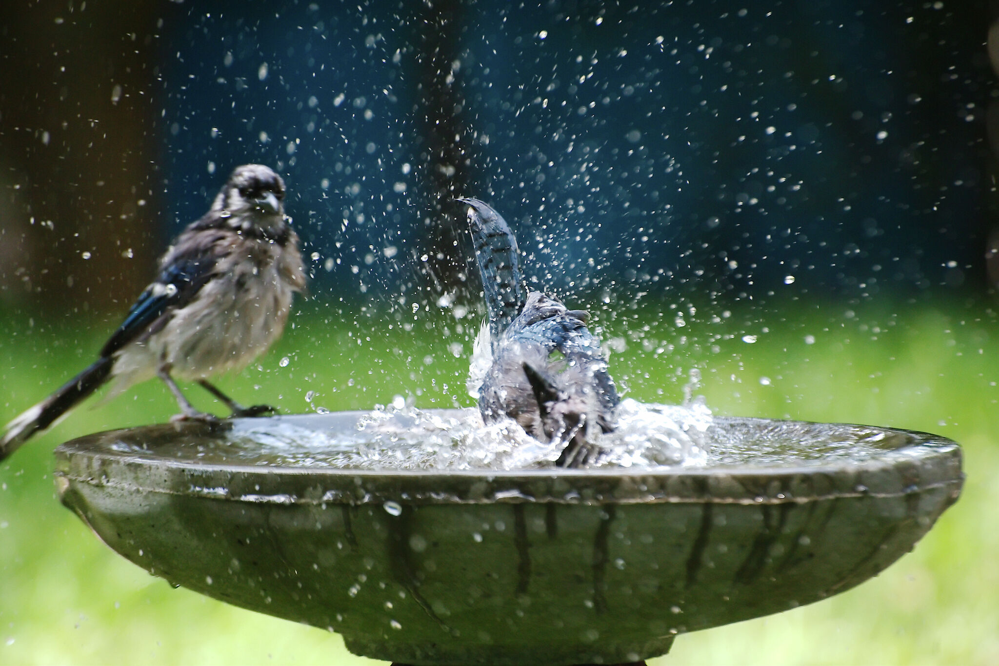 Birdbath tips to attract more birds — without mosquitoes