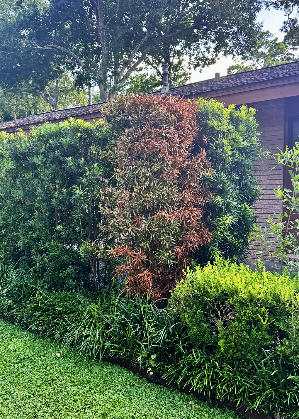 Texas gardening: Why Japanese yews die, peace lily leaves brown