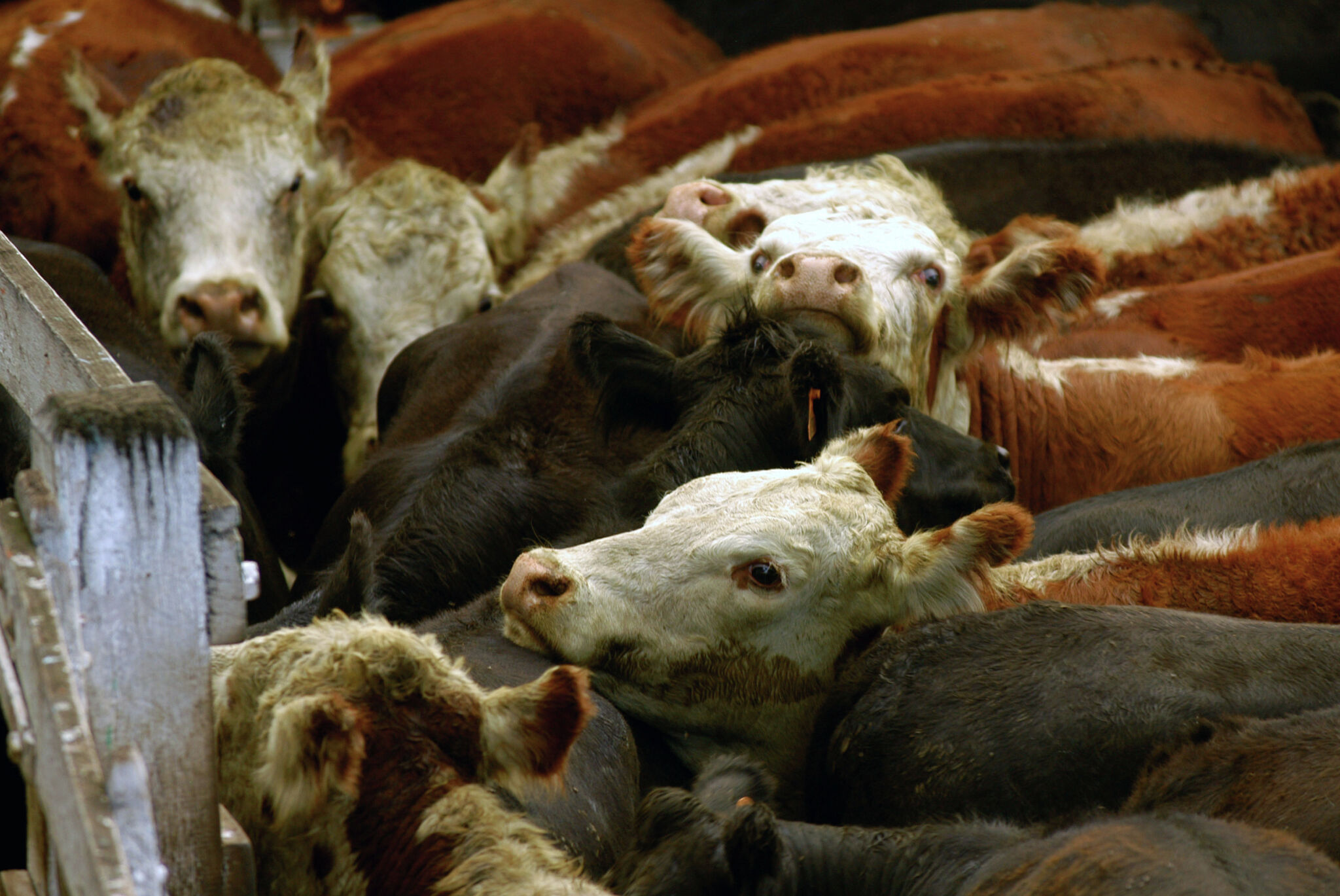 Retiran 30.000 libras de carne argentina en Texas y Florida