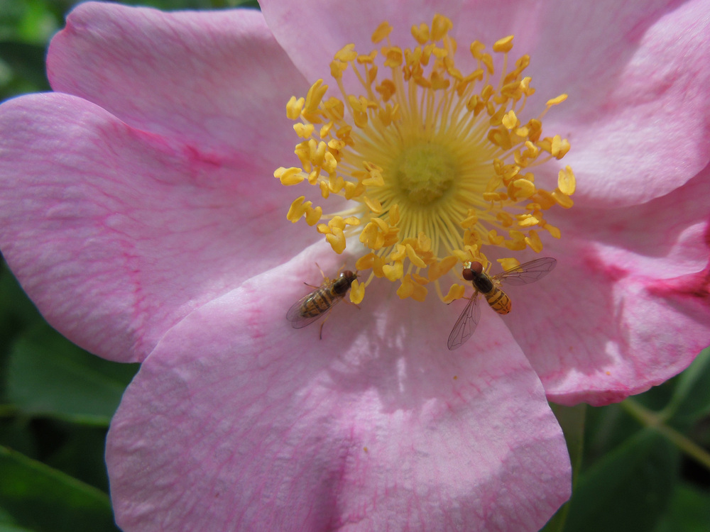 Syrphid flies: One of a gardener's best friends